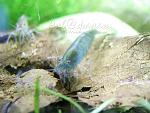 Caridina SP Blue ()