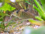 Corydoras melanistius