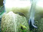Caridina SP Black ()2
