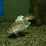 Lamprologus brevis