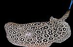 POTAMOTRIGON PEARL RAY ( )