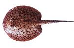 POTAMOTRIGON ORBIGNYI ()
