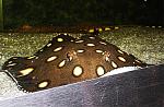 POTAMOTRIGON HENLI ()