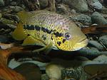 Parachromis loisellei 