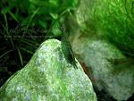 Caridina SP Blue ()2