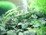Caridina SP Black ()