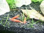 Neocaridina Sakura
