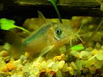 Corydoras zygatus