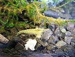 Neocaridina Yellow Neon ()