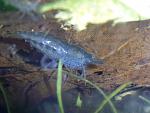 Caridina SP Blue ()3