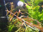 Rotala sp. "Colorata"