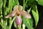 Paphiopedilum Moquettianum X Delenatii