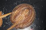 POTAMOTRIGON RETICULATA ()