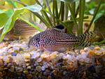Corydoras trilineatus