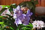 vanda coerulea x fuchs delight