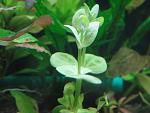 Lindernia sp. "India"