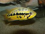 Parachromis loisellei 