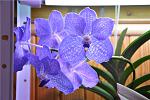 vanda coerulea x fuchs delight