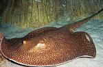 POTAMOTRIGON OTORONGO ()