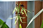 Encyclia cochleata
