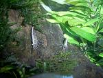 Caridina sp. Malaya()