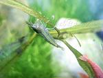 Caridina SP Blue ()