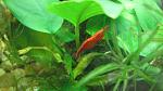 Red Cherry - 