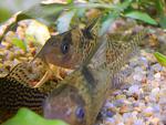Corydoras melanistius ()