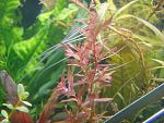 Rotala sp. butterfly: