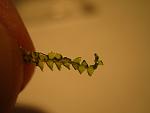 Moss sp. Hyougo