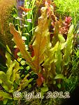 Barclaya Longifolia