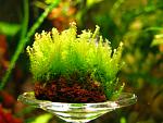 Moss sp. Hyougo