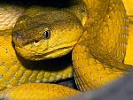 Trimeresurus mcgregori