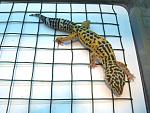 IMG 4044