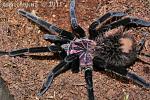 Xenesthis Immanis M (sub)004