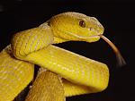 Trimeresurus mcgregori
