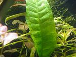Microsorum pteropus latifolius