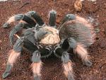 brachypelma emilia