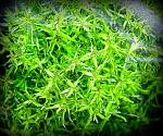 rotala sp type II