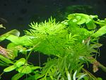   (Hottonia inflata)
