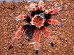 brachypelma Boehmei