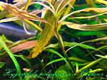 Hygrophila polysperma var. Ceylon