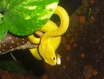 Trimeresurus mcgregori