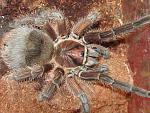 Phormictopus antillensis.