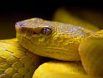 Trimeresurus mcgregori