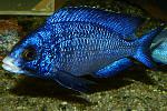 Phenochilus Mdoka White Lips