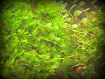 sp 610/ Plag. sp butterfly