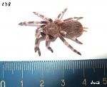 Nhandu chromatus 7-8