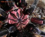 x.immanis M adult 002 TM