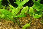  ,   (Cryptocoryne pontederiifolia) 
:  () 
 
 : 
...